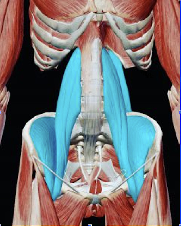 Digital anatomy showing Psoas muscles 