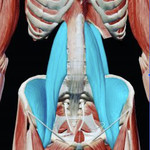 Digital anatomy showing Psoas muscles 