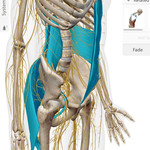 Skeleton with nerves and highlighted muscles