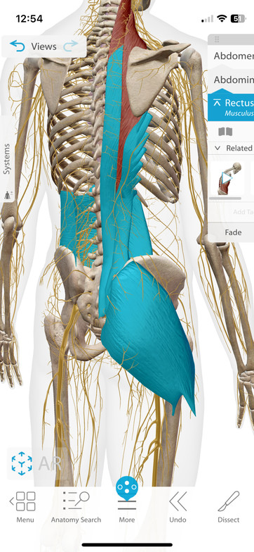 Skeleton with nerves and highlighted muscles