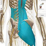 Skeleton with nerves and highlighted muscles