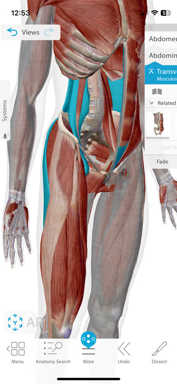 Highlighted muscles