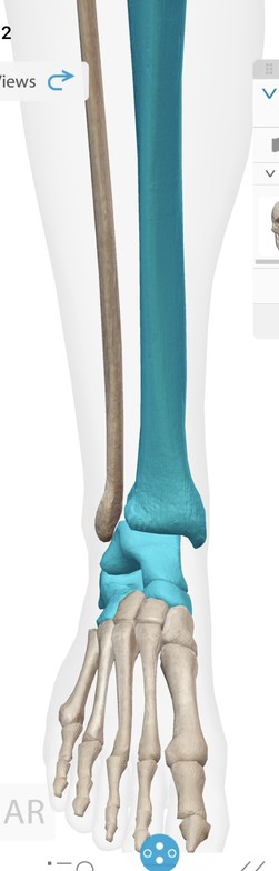 ankle and foot bones