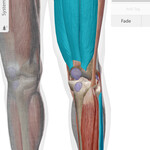 Muscle Anatomy of Quads