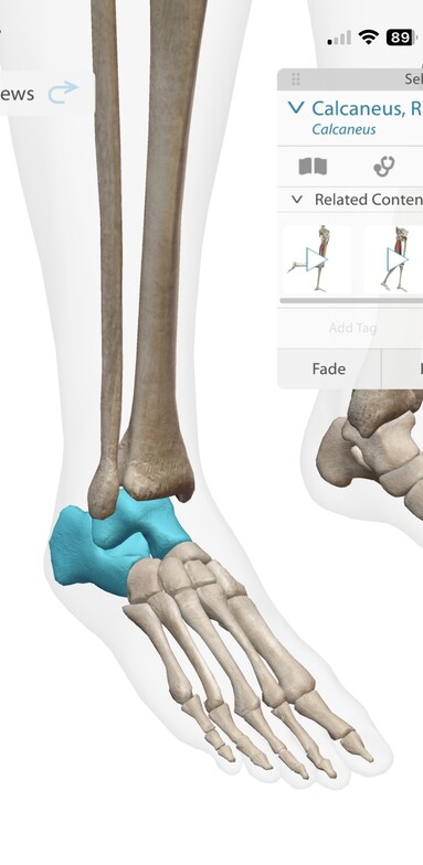 Skeletal Anatomy of the Ankle and foot bones