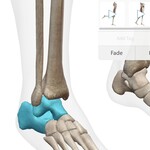 Skeletal Anatomy of the Ankle and foot bones