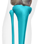 Skeletal Anatomy of the Knee