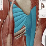 Serratus muscles and Thoracic Paraspinals