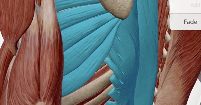 Improving a Swimmer's Arm Stroke by Correcting Dysfunctional Muscle Patterning, Albany CA image