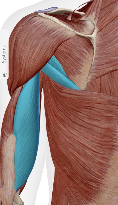 Triceps and Teres muscles