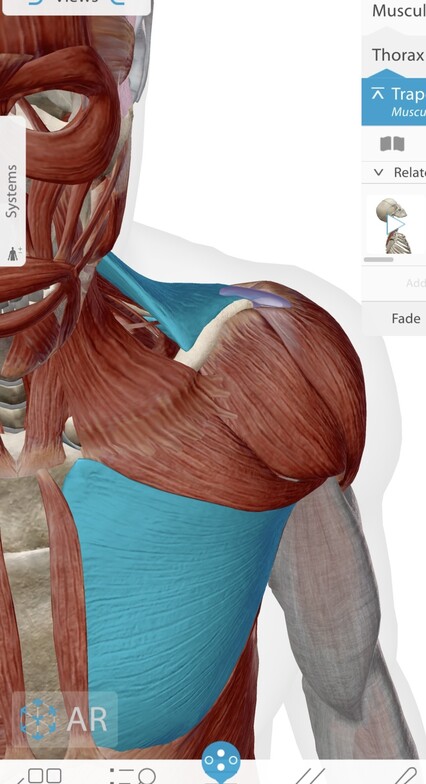 Pec Major Sternal and Upper Traps