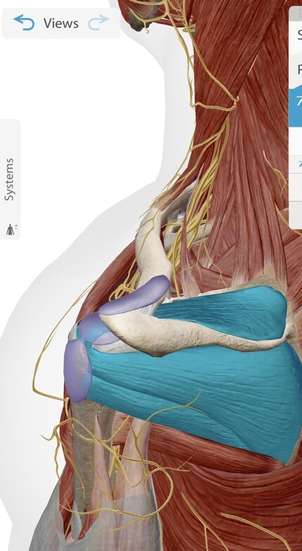 Supraspinatus & Infraspinatus (two out of the four rotator cuff muscles.