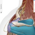 Supraspinatus & Infraspinatus (two out of the four rotator cuff muscles.