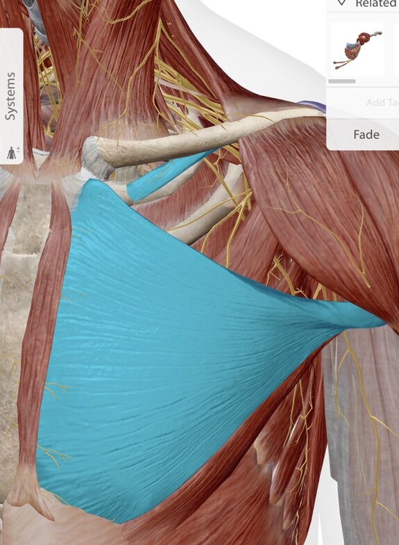 Pecs and Subclavius muscle, under the clavical