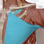 Pecs and Subclavius muscle, under the clavical