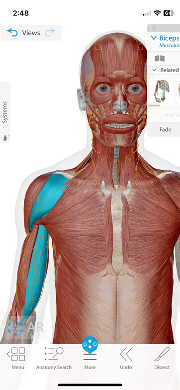 Anterior Deltoid and Shorthead Biceps