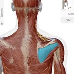 Infraspinatus