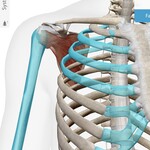 Subscapularis, Humerus (upper arm) anterior ribs and rib angles (side ribs)