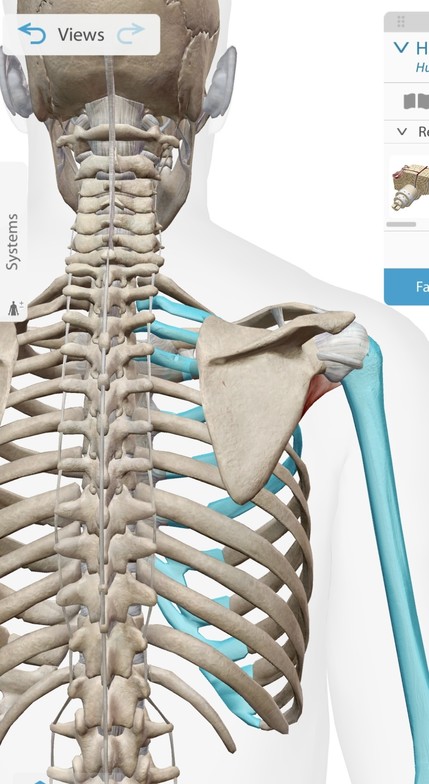 Posterior Ribs