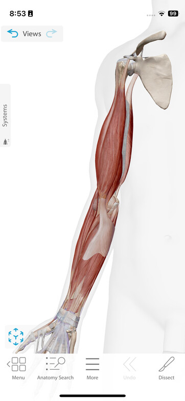 Arm with muscle anatomy