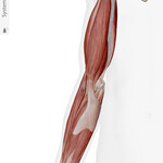 Arm with muscle anatomy