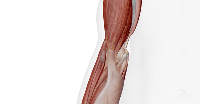 Elbow Pain to Full-Body Reset: Treating a CrossFit Athlete with P-DTR image