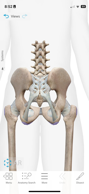 Lumbar Spine & Pelvic bones anatomy