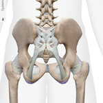 Lumbar Spine & Pelvic bones anatomy