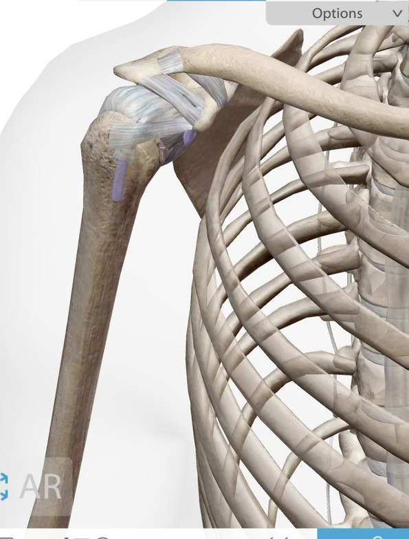 Shoulder bones anatomy