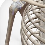 Shoulder bones anatomy