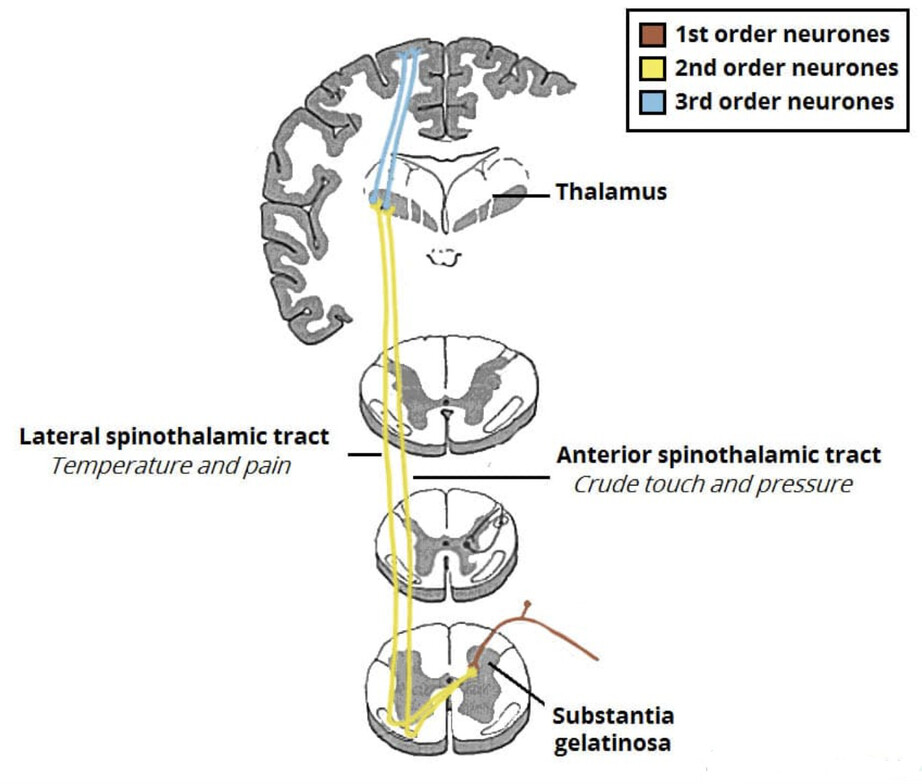 Nerve Tracts in the central nervous system