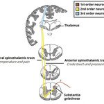 Nerve Tracts in the central nervous system