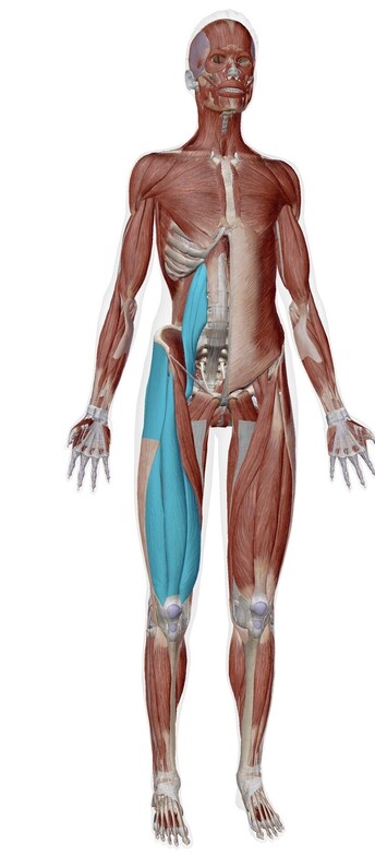 Anatomy of discussed muscles in the front of the body