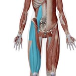 Anatomy of discussed muscles in the front of the body