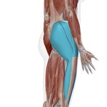 Picture of discussed muscles in the back of the body
