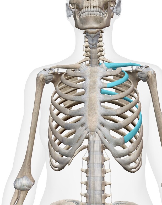 Picture of involved ribs front of body