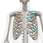 Picture of involved ribs front of body