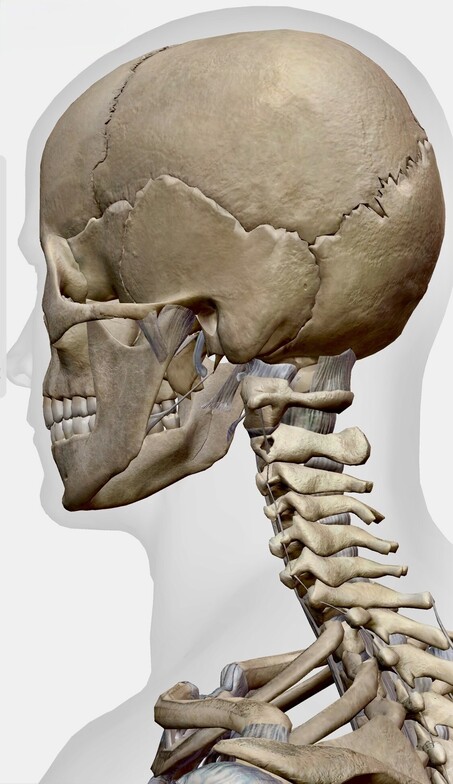The bones of the Cervical Spine
