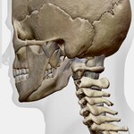 The bones of the Cervical Spine