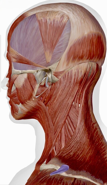 The outer muscles of the Cervical Spine