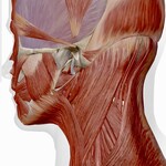 The outer muscles of the Cervical Spine