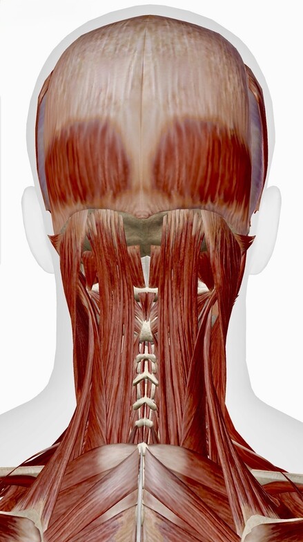 The deeper muscles of the Cervical Spine