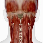 The deeper muscles of the Cervical Spine